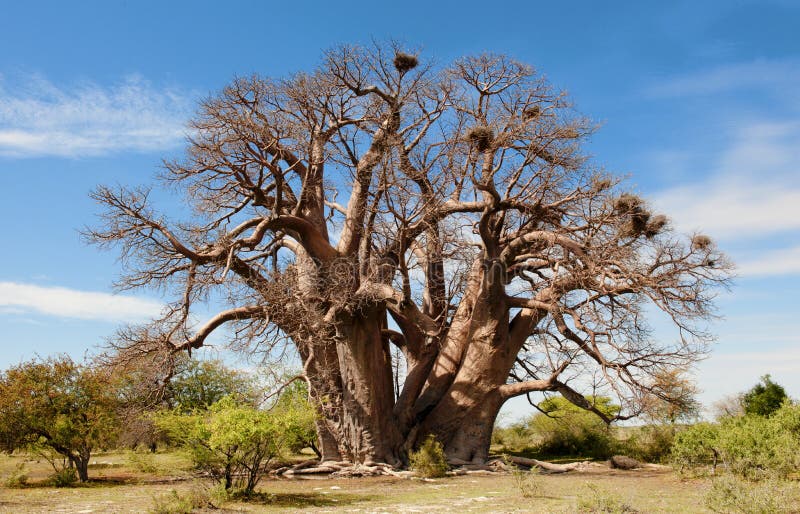 Arbre de Baoba image stock Arbre de Baoba image stock
