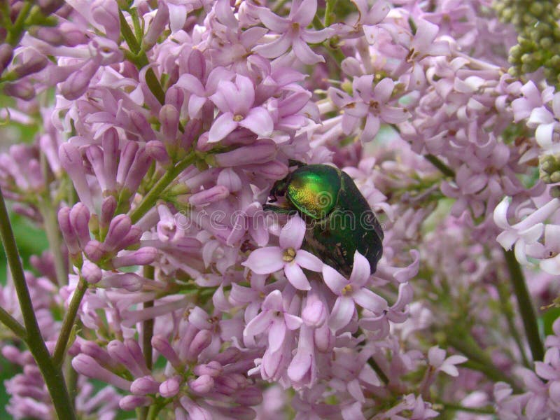 Cetoniakever op de lilac bloemen royalty-vrije stock afbeeldingen Cetoniakever op de lilac bloemen royalty-vrije stock afbeeldingen