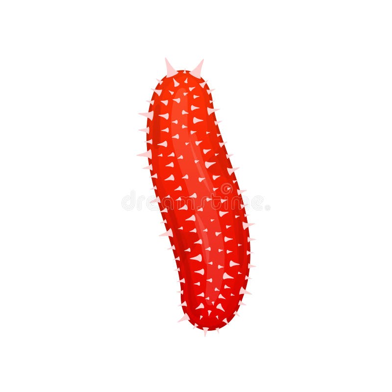 Cetriolo del Mar Rosso Oggetto, prodotto, per un ristorante, frutti di mare freschi naturali per la cottura, pescando, alimento s illustrazione di stock