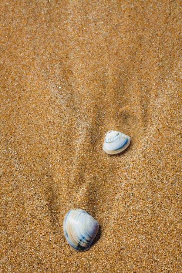 Cette image de clôture capture deux coquillages reposant sur du sable doré finement texturé images libres de droits
