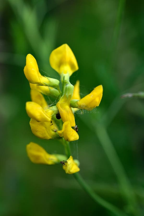 Cette Plante Sauvage a Une Longue Tige Fleurie Avec Beaucoup De Petites Fleurs  Jaunes Image stock - Image du juin, sort: 157314513