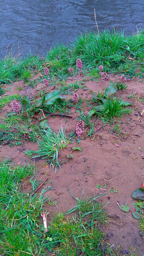 Cette usine de fleur sauvage est la plus étrange que j'ai jamais vue Ce s'appelle un petasites vulgaris image libre de droits Cette usine de fleur sauvage est la plus étrange que j'ai jamais vue Ce s'appelle un petasites vulgaris image libre de droits