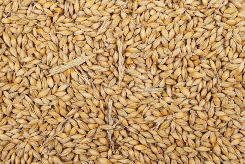 Cevada foto de stock royalty free