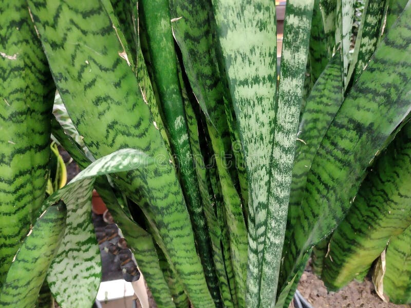 Ceylon Bowstringhemp Plant. Sansevieria Zeylanica Stock Photo Image