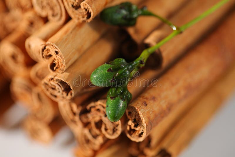 Natural Ceylon Cinnamon Sticks Wholesale Packaging Stock Photo Image