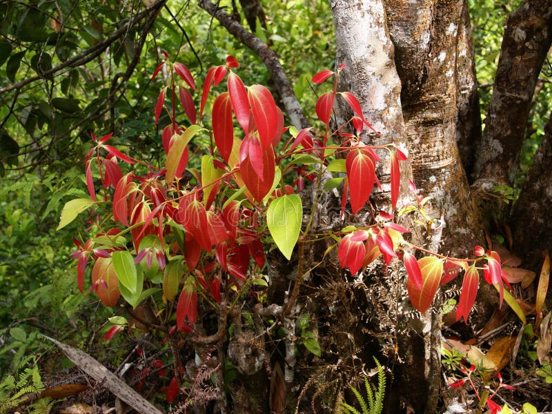 Ceylon cinnamon tree, true cinnamon tree, Cinnamomum verum
