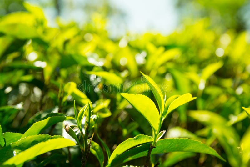 Ceylon Tea Green Plants Closeup View Stock Image Image of harvest