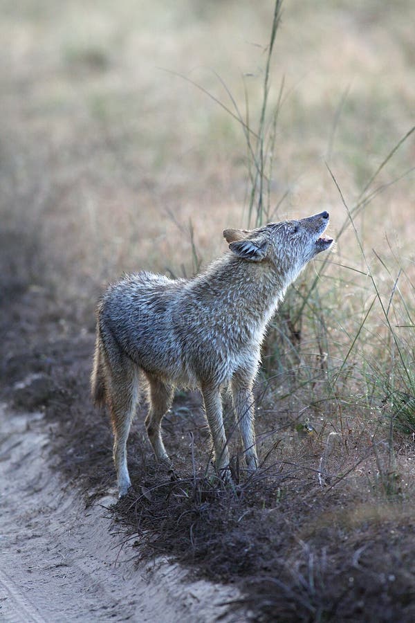 Indian Jackal Making Territorial Call in Kanha National Park. Indian Jackal Making Territorial Call in Kanha National Park