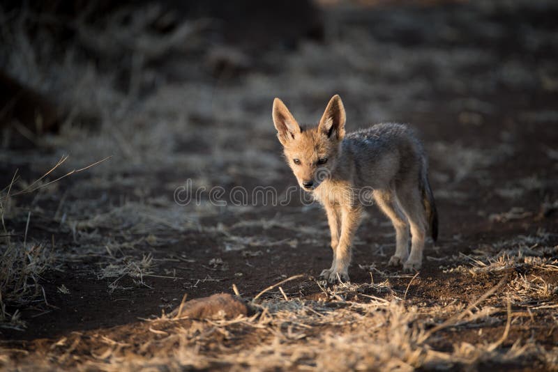 Bebe Mignon De Chacal Photos Libres De Droits Et Gratuites De Dreamstime Bebe Mignon De Chacal Photos Libres De Droits Et Gratuites De Dreamstime
