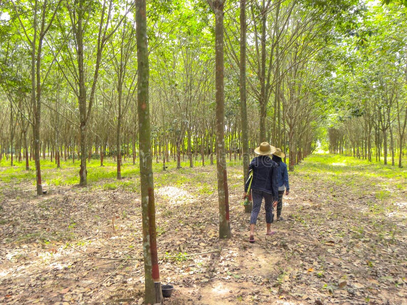 November 2017 - Chachoengsao, thailand - Grove of rubber trees being harvested. royalty free stock photos November 2017 - Chachoengsao, thailand - Grove of rubber trees being harvested. royalty free stock photos