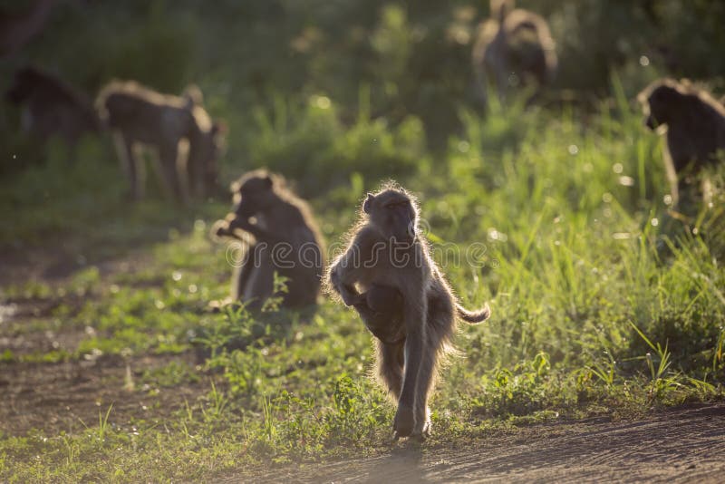 Chacma Baboon In Kruger National Park South Africa Stock Image Image Of Motion Nature 150538663 