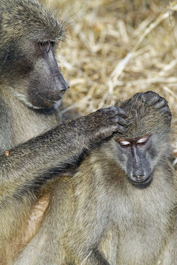 Chacma baboon (Papio cynocephalus ursinus)