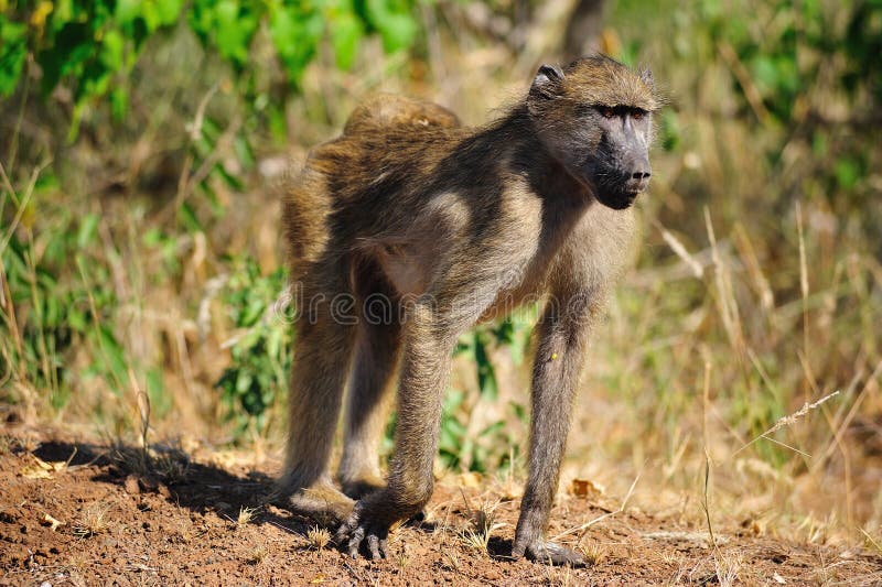 Chacma Baboon (Papio ursinus)