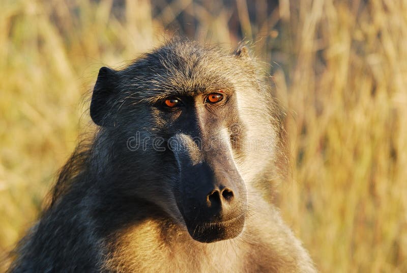 Chacma Baboon (Papio ursinus)