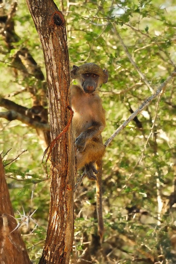 Chacma Baboon (Papio ursinus)