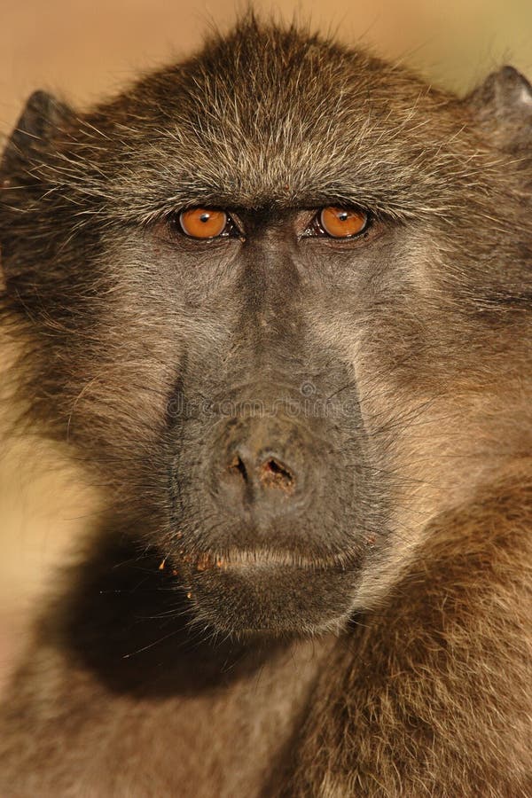 Chacma Baboon Portrait royalty free stock photos Chacma Baboon Portrait royalty free stock photos