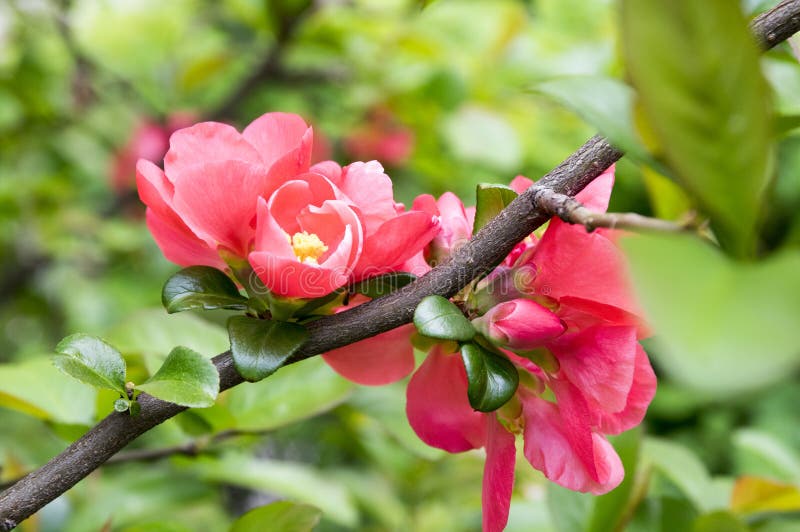 Chaenomeles Deciduous Shrub In Pink Bloom Stock Image Image Of Exterior Group 109744393