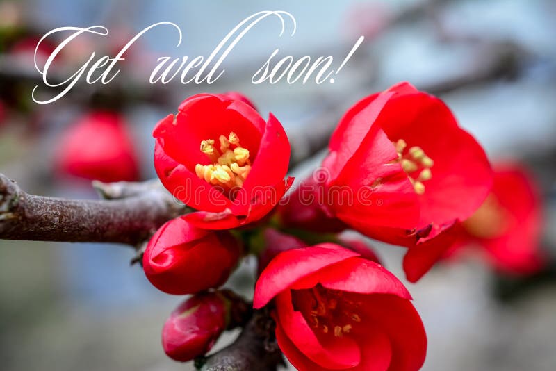 Chaenomeles Japanese. Red spring flowers in garden with text. Get well soon. Chaenomeles, japanese, background, beautiful, beauty, berry, bloom, blooming, blossom, botany, branch, bright, cherry, close, up, color, colorful, february, flora, floral, flower, flowers, food, fresh, fruit, garden, gardening, green, healthy, isolated, natural, nature, organic, outdoor, petal, pink, plant, quince, leaf, macro, red, ripe, season, space, text, spring, time, summer, tree, winter
