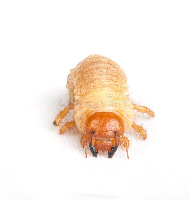 Chafer larva isolated on white