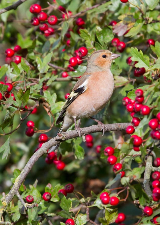 Chaffinch stockfotografie Chaffinch stockfotografie