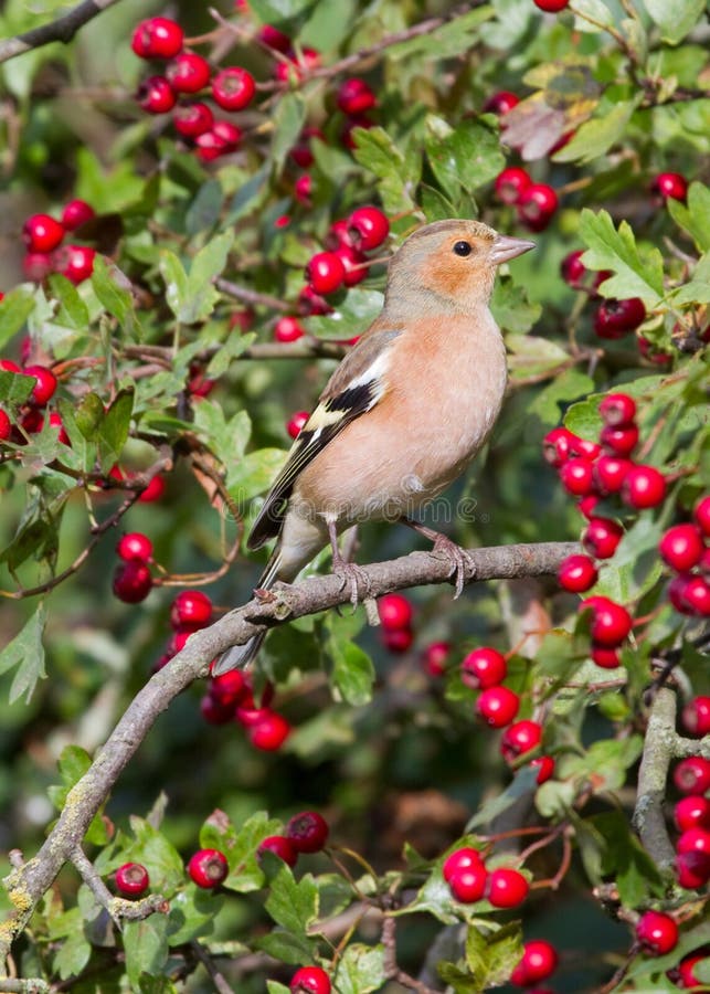 Chaffinch