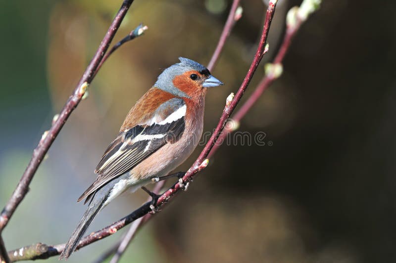 Chaffinch in spring colored feathers standing on a twig