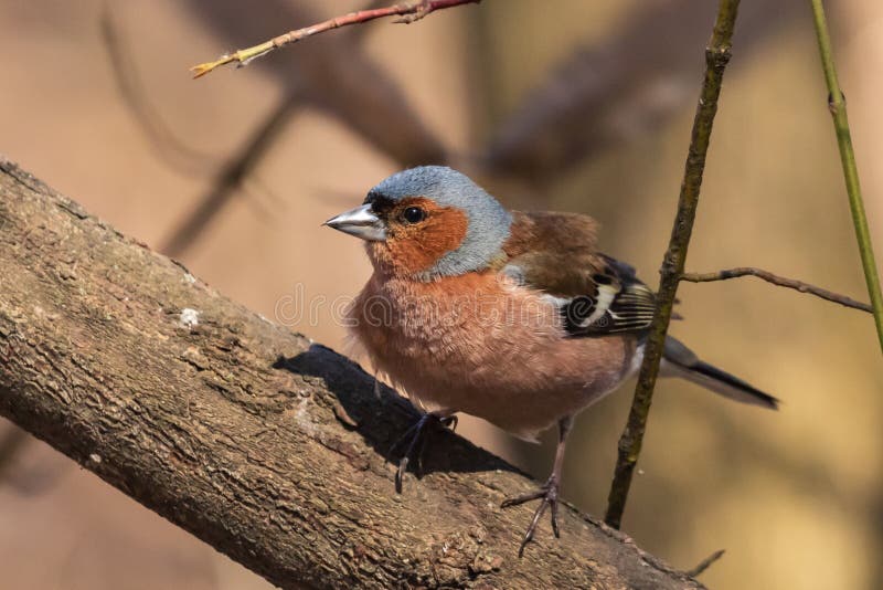 Chaffinch, a colorful bird sitting on a tree and looking at the camera. City birds. Blurred background. Close-up. Wild nature.