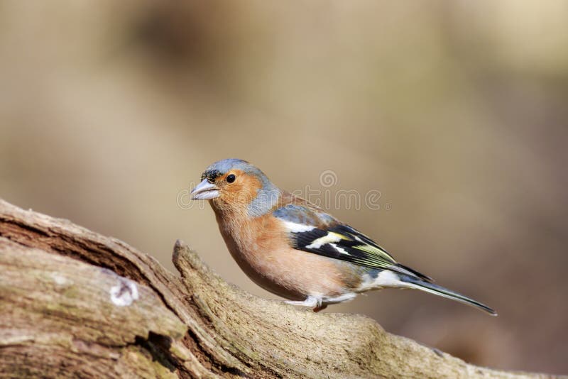 Chaffinch (Fringilla coeleb)