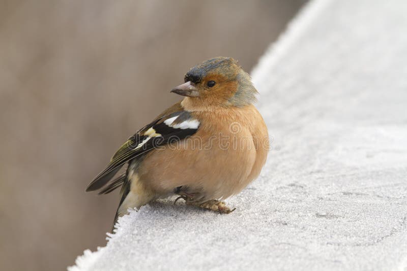 Chaffinch (Fringilla coelebs)