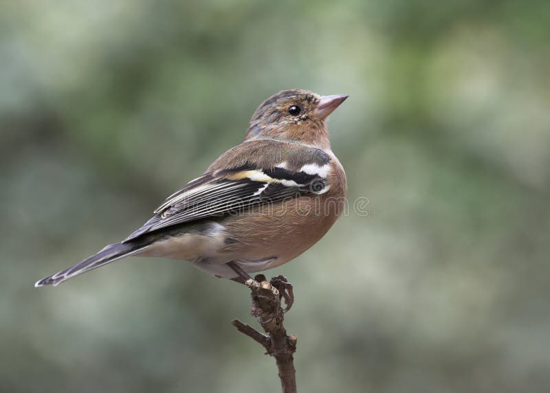 Chaffinch - Fringilla coelebs