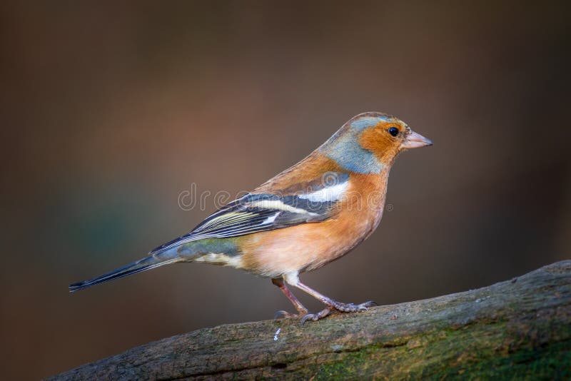 Chaffinch Fringilla coelebs