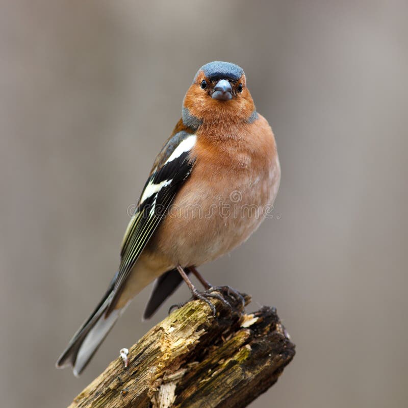 Chaffinch (Fringilla coelebs), Mann stockbilder Chaffinch (Fringilla coelebs), Mann stockbilder