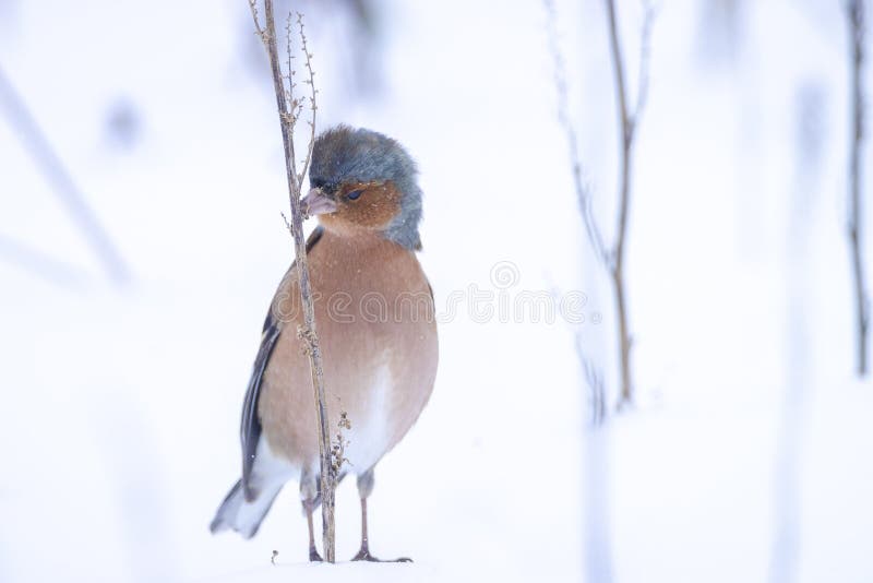 Chaffinch macho fringilla coelebs forrajeo en nieve hermoso frío invierno ajuste foto de archivo libre de regalías