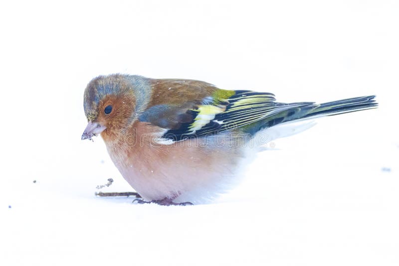 Chaffinch macho fringilla coelebs forrajeo en nieve hermoso frío invierno ajuste imagen de archivo libre de regalías