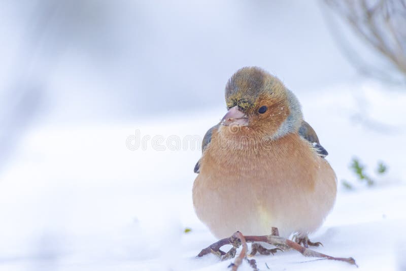 Chaffinch macho fringilla coelebs forrajeo en nieve hermoso frío invierno entorno fotografía de archivo