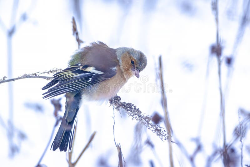Chaffinch macho fringilla coelebs forrajeo en nieve hermoso frío invierno entorno imágenes de archivo libres de regalías