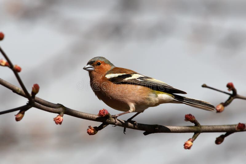 Chaffinch on spring branch