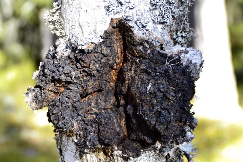 Chaga royaltyfri foto Chaga royaltyfri foto