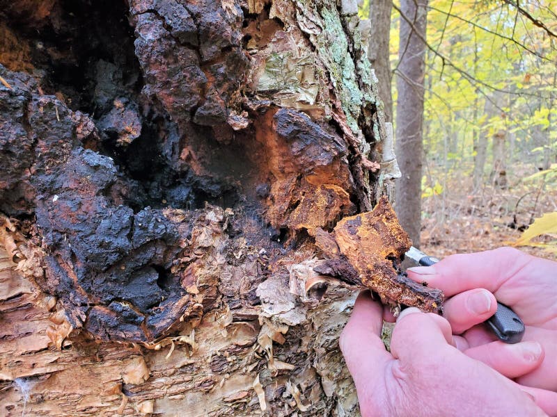 Chaga conk på björnträd och höga manhänder som håller kniv arkivfoto