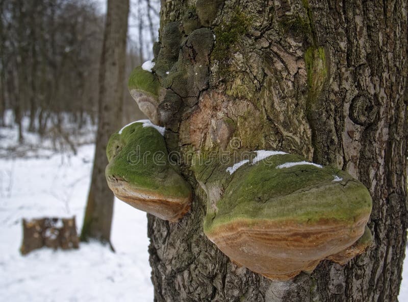 Chaga mushroom on a birch tree in winter