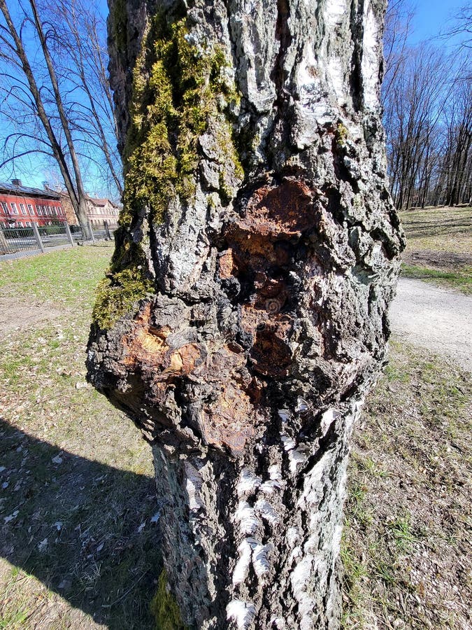Chaga chaga mushroom inonotus obliquus on birparasitic health royaltyfri foto