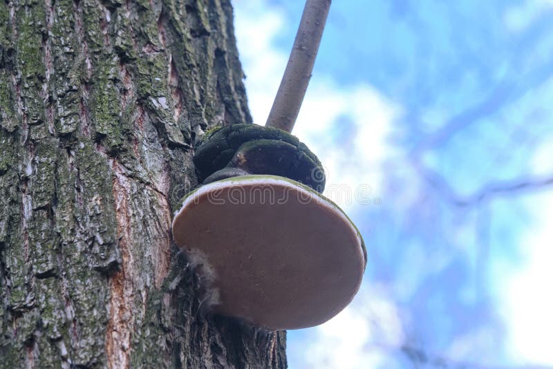 Chaga Mushroom on a Tree