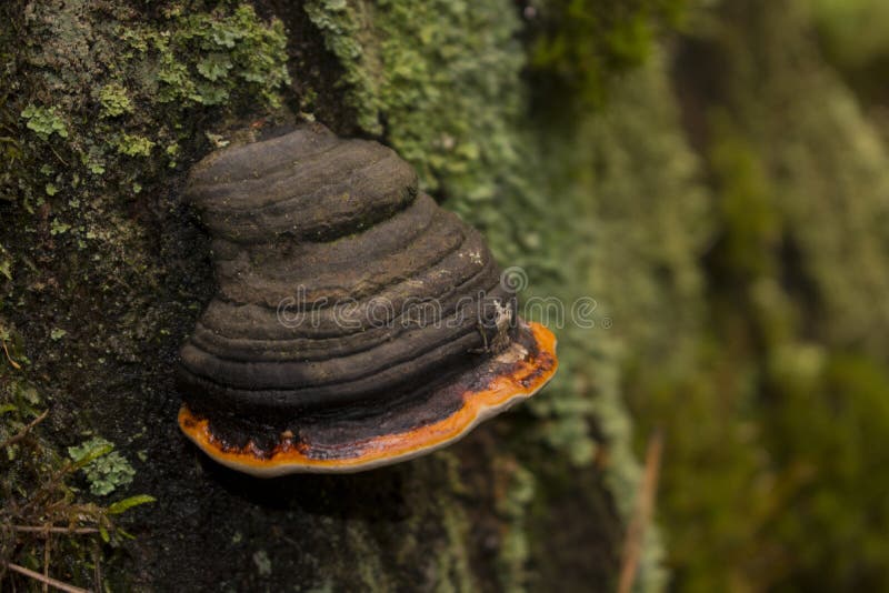 Chaga mushroom on the tree