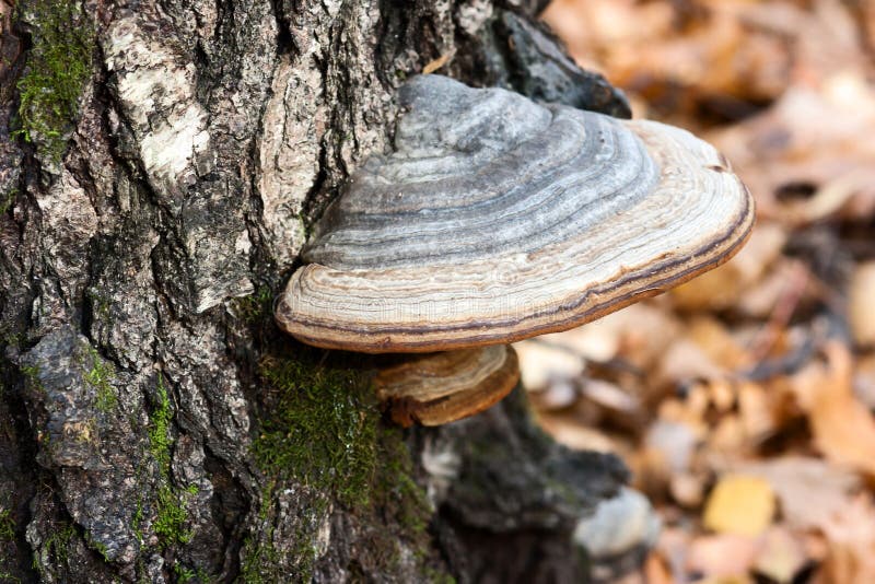 Chaga mushroom on a tree