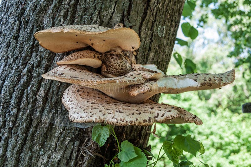 Chaga mushroom tree trunk
