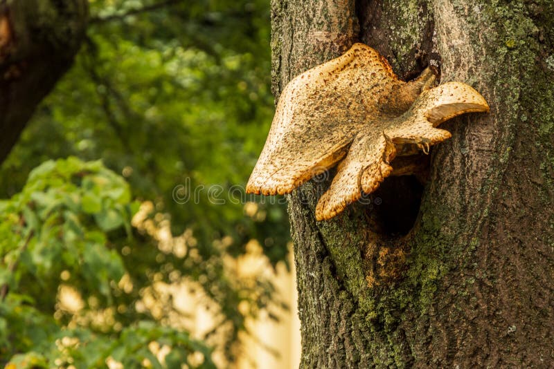 Chaga tree mushroom. Background blurred