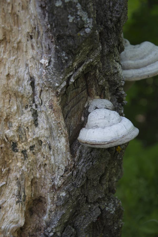 Chaga tree mushroom on old tree trunk. Tinder fungus on birch, close up.