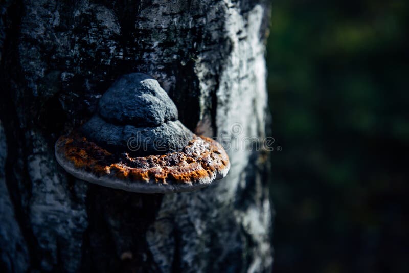 Chaga tree mushroom on old tree trunk. Tinder fungus on birch, close up. Blurred bokeh background