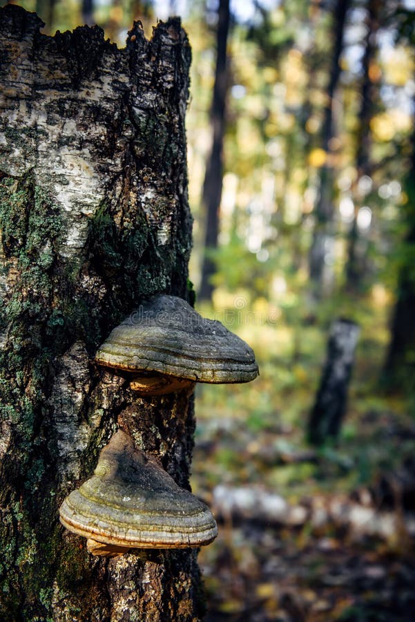 Chaga tree mushroom on old tree trunk. Tinder fungus on birch, close up. Vertical image, blurred bokeh background