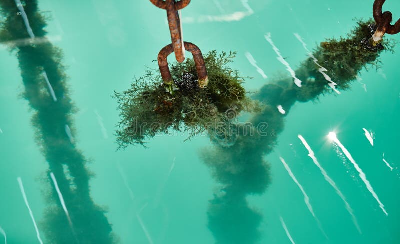Chain with an anchor under water covered with green seaweed, azure water, Rusty metal, sunshine